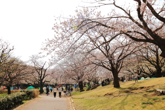IMG_8326180331平塚総合公園の桜.JPG