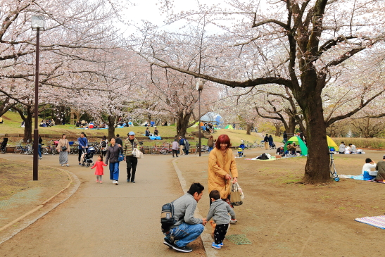 IMG_8335180331平塚総合公園の桜.JPG