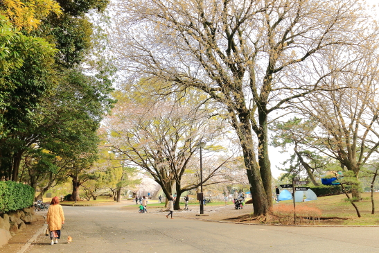 IMG_8341180331平塚総合公園の桜.JPG