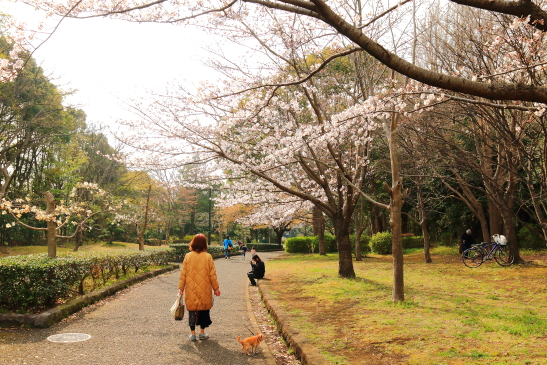 IMG_8348180331平塚総合公園の桜.JPG