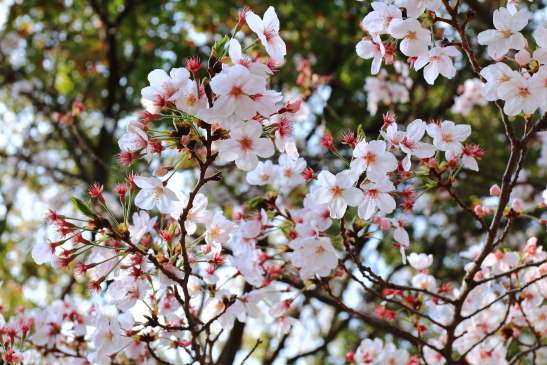 IMG_8349180331平塚総合公園の桜.JPG